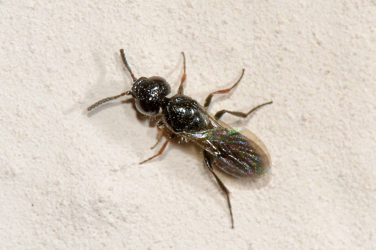 Scelionidae: Sparasion sp?